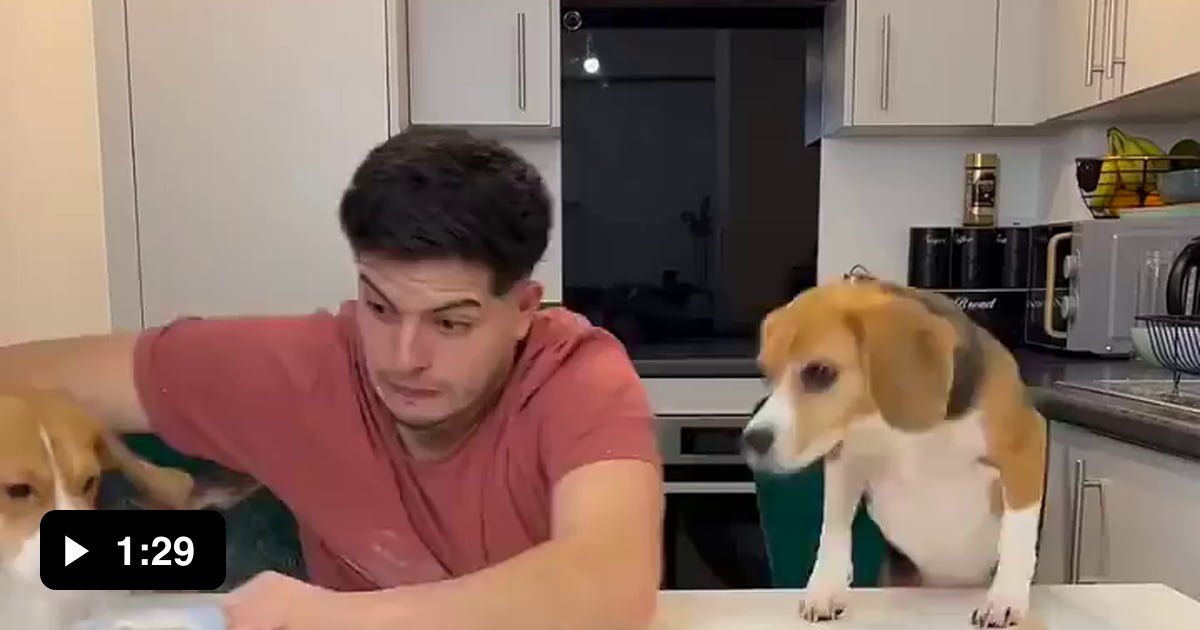 Cooking with beagles - 9GAG