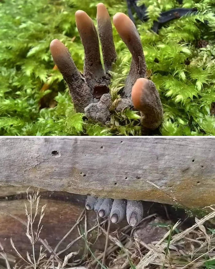 Dead man’s fingers fungus (Xylaria Polymorpha). The mushroom's fruiting ...