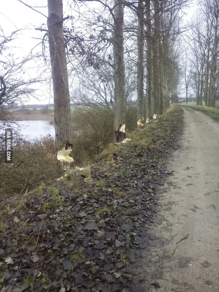 Current beaver situation in Brandenburg, Germany. 9GAG