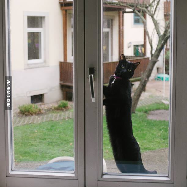 This humongous cat is trying to break into the house. 9GAG
