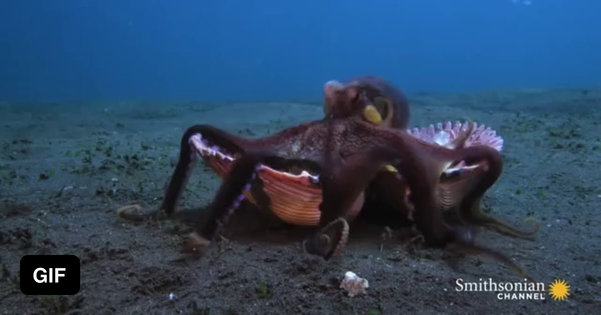 An octopus uses clam shells to hide and ambush its prey. - 9GAG