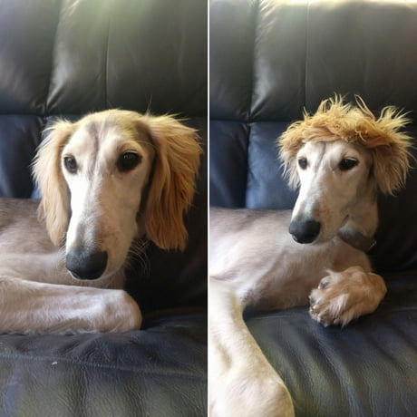 dog with toupee