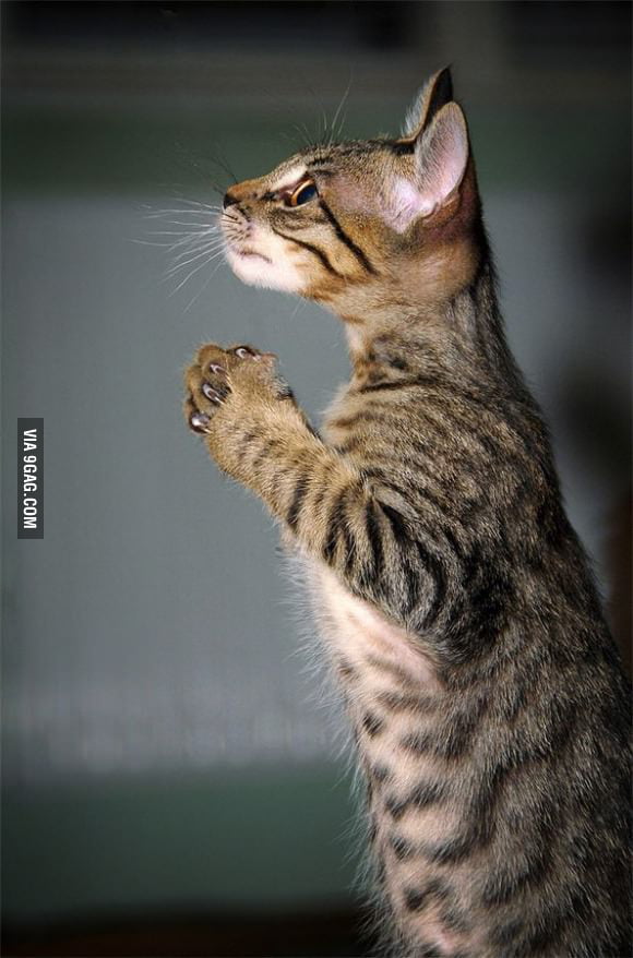 When Cats Pray 9GAG