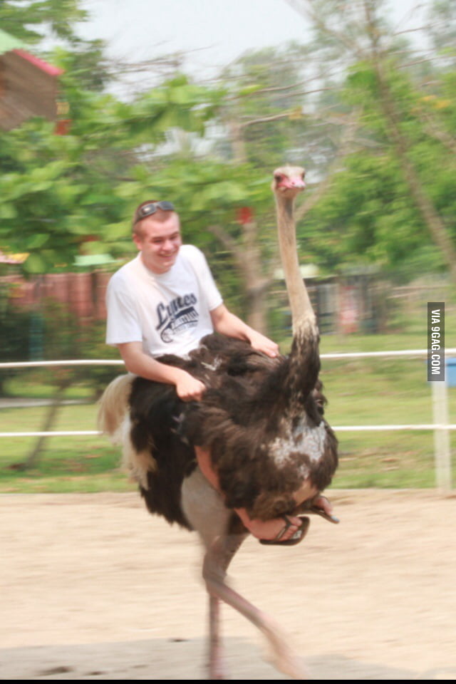 Guy riding an ostrich. No big deal - 9GAG