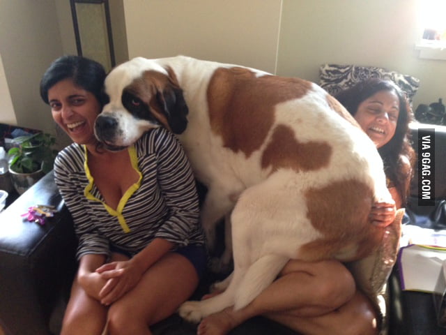 giant st bernard