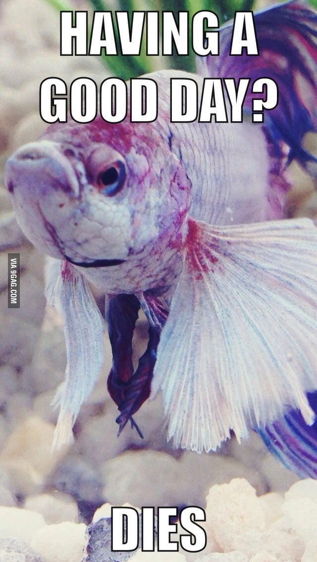 Pissy Fish strikes again... - 9GAG