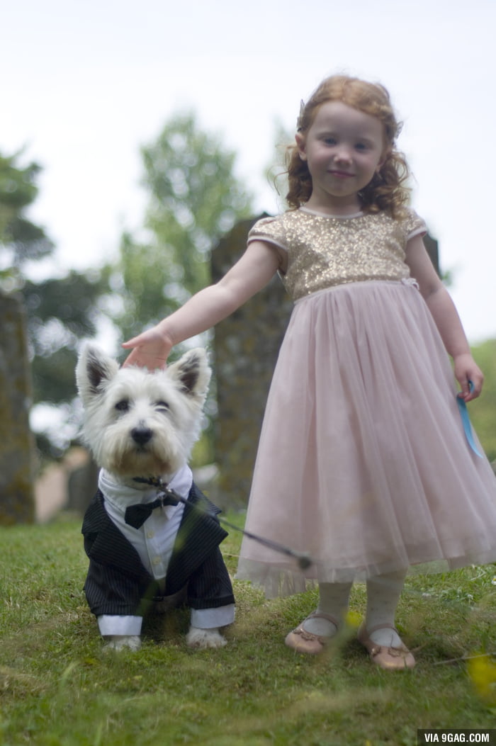 My brother got married today. My dog however stole the limelight. - 9GAG