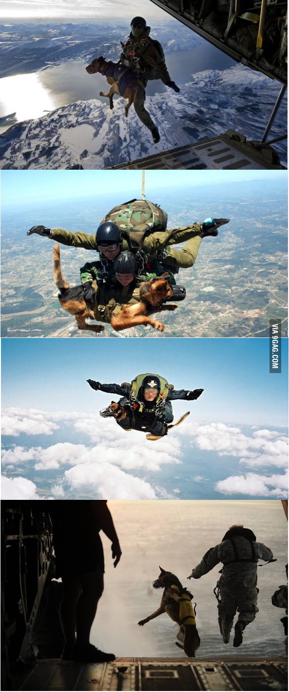 Special Operations Dogs - 9GAG