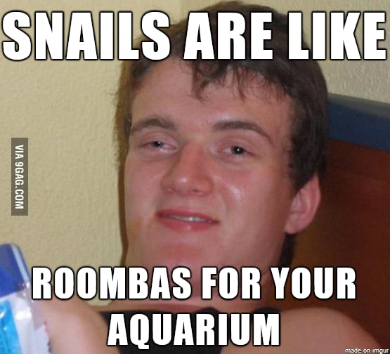 My Buddy Has Some Sea Snails In His Aquarium 9gag