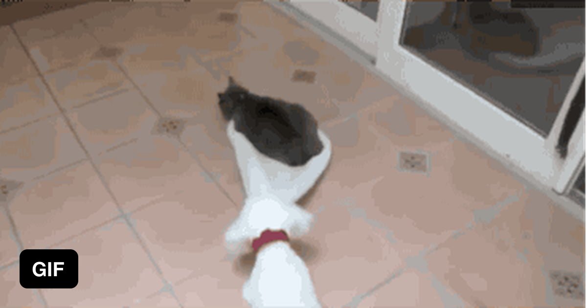 Get off my bed! 9GAG