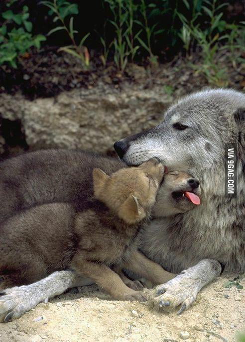 The wolf pack. - 9GAG