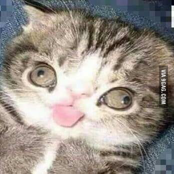 Cat With Down Syndrome 9gag