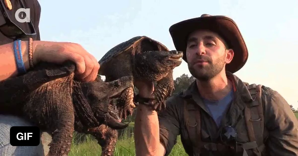 Testing an alligator snapping turtle - 9GAG