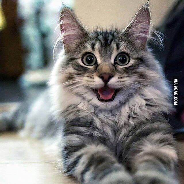 Happiest cat ever - 9GAG