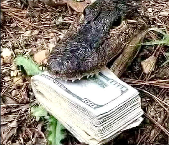 Would you risk losing a limb to get the money or let it go? - 9GAG