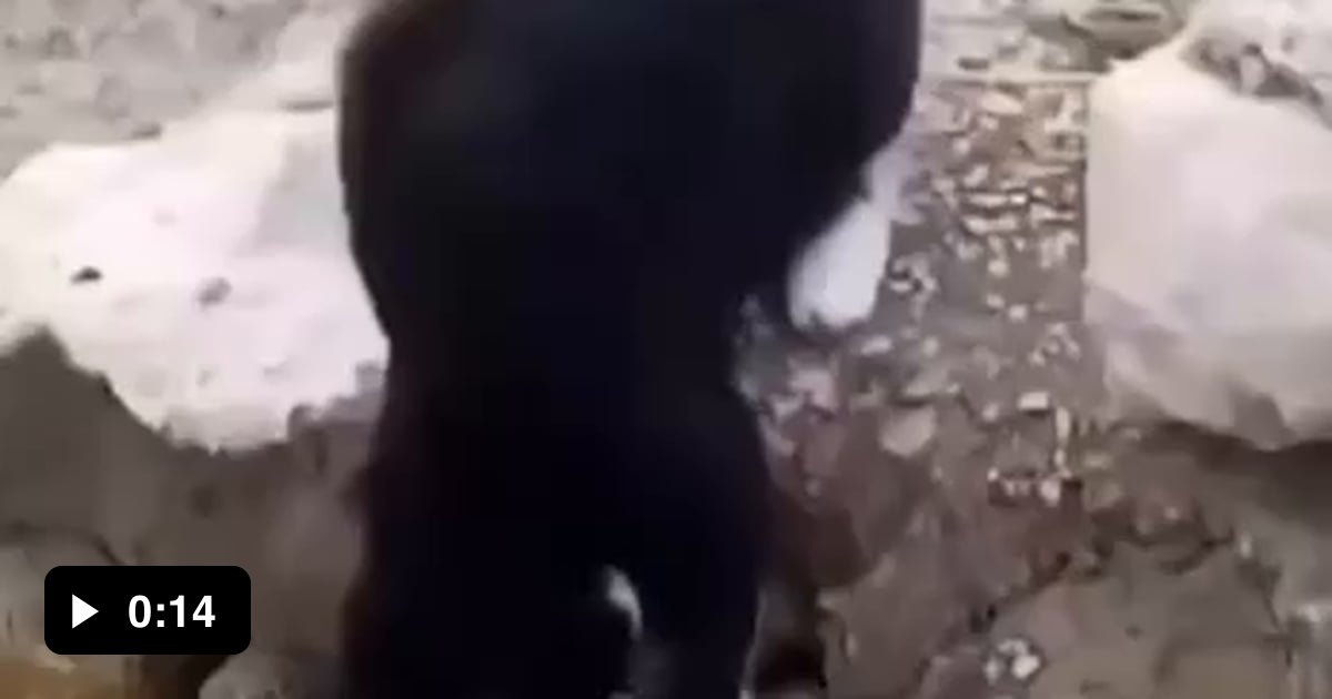 Cat gets splashed - 9GAG