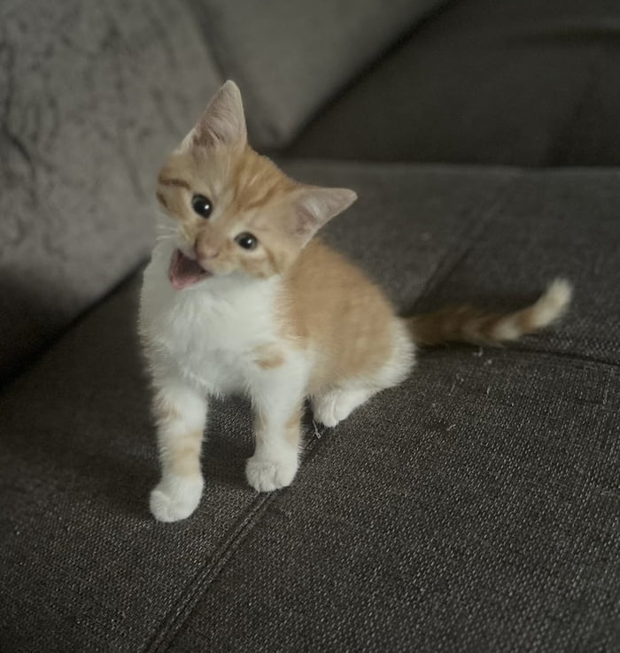 This is rufio basically he is very smol 9gag