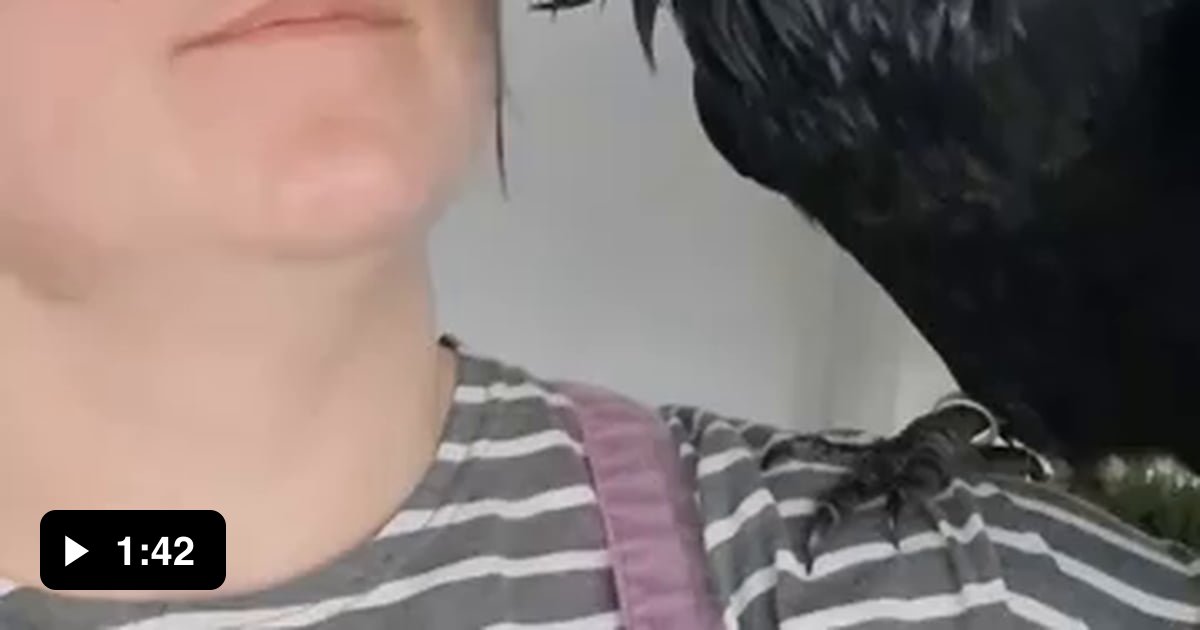 crows-sound-like-humans-9gag