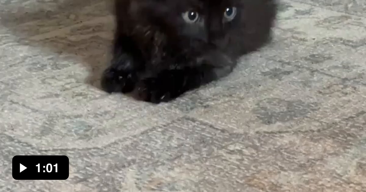 Beepers, the rescue kitten is learning to walk again. He purred for the ...