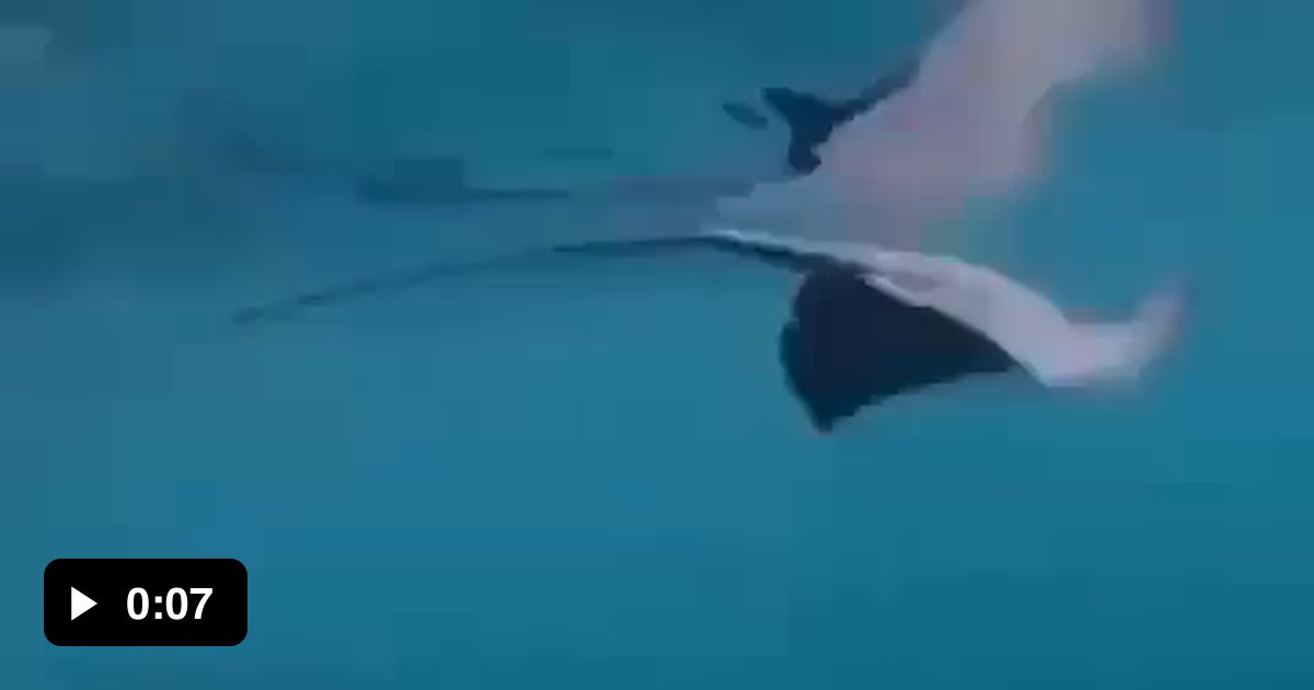 Orca bullies innocent stingray. 9GAG