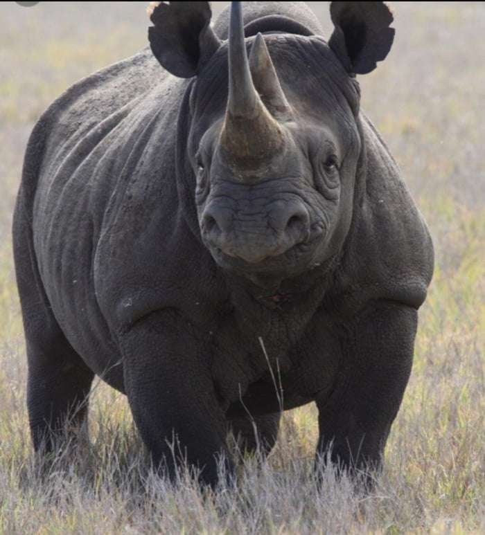 A Magestic Rhino - 9GAG