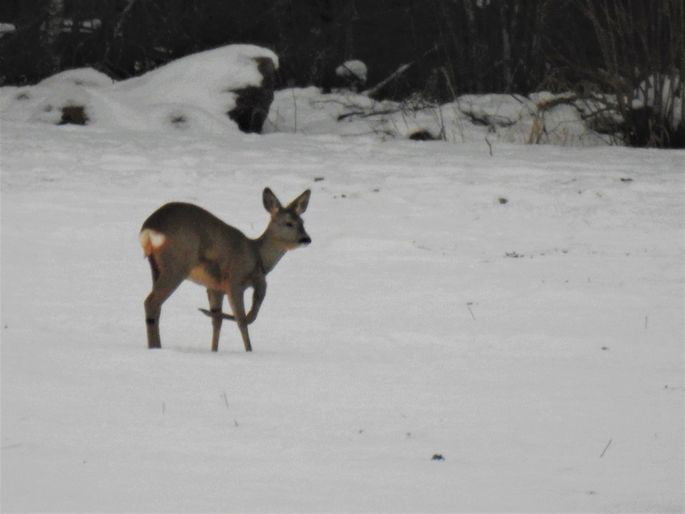 5 Legged Deer Spotted In Estonia 9gag