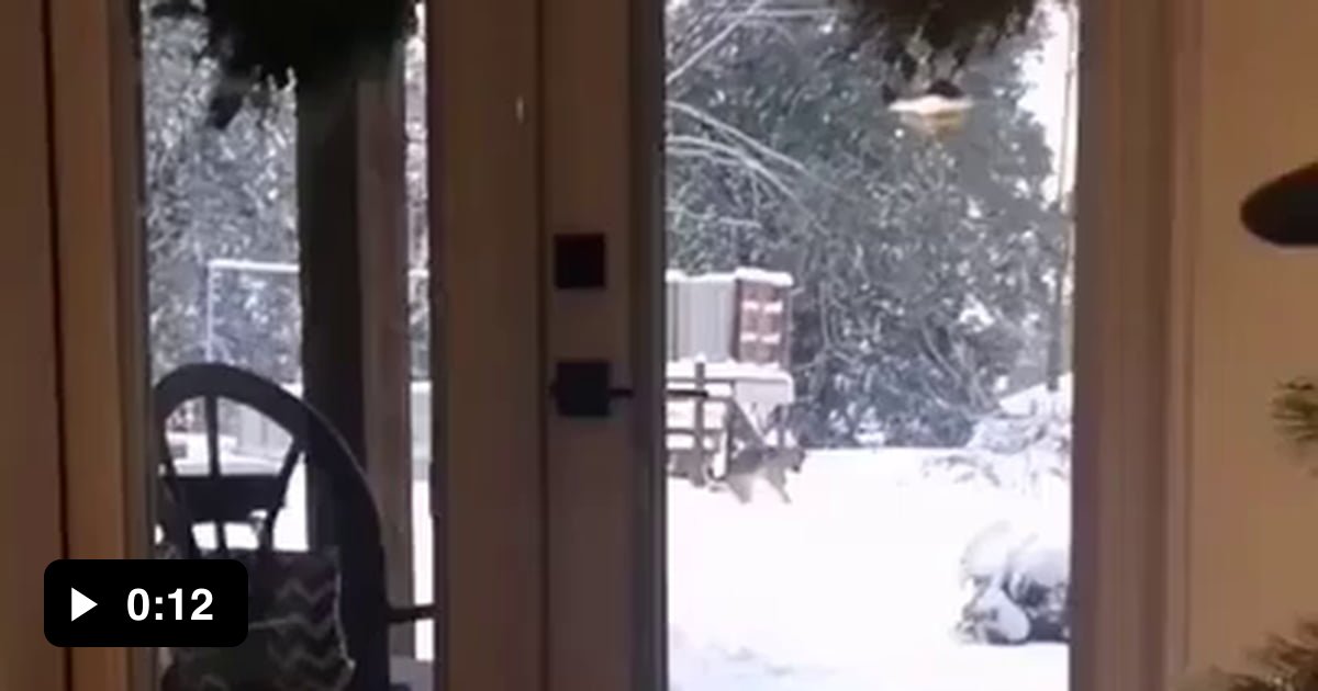 Dog making snowball 9GAG