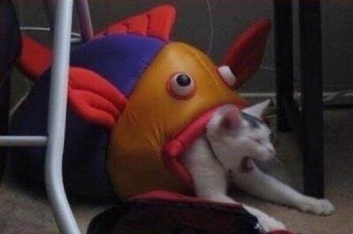 the-cursed-fish-dvower-of-cats-9gag