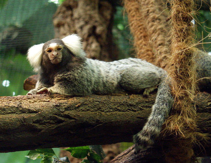 Common marmosets are unusual among primates as they have claw like ...
