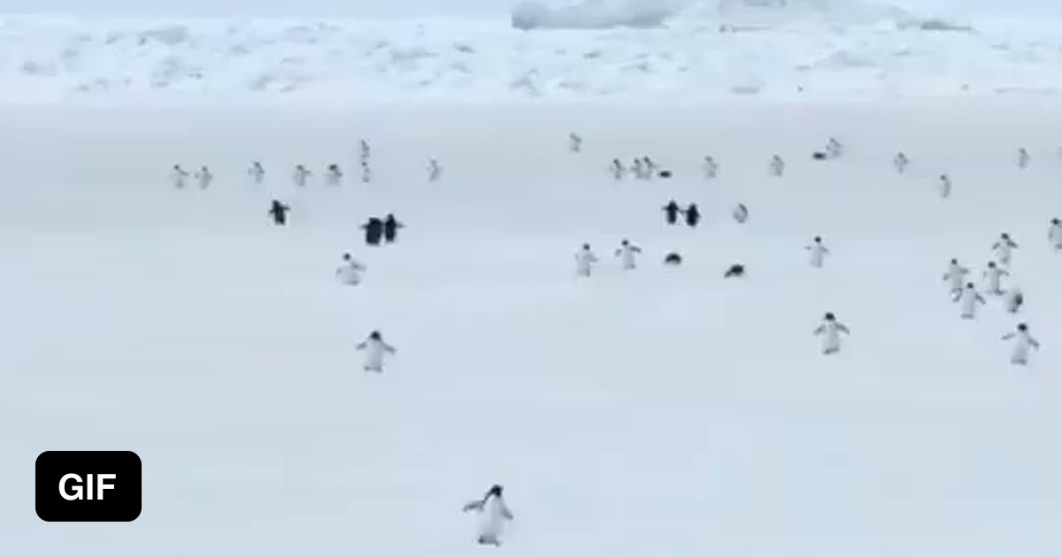 Penguins at 5x speed - 9GAG