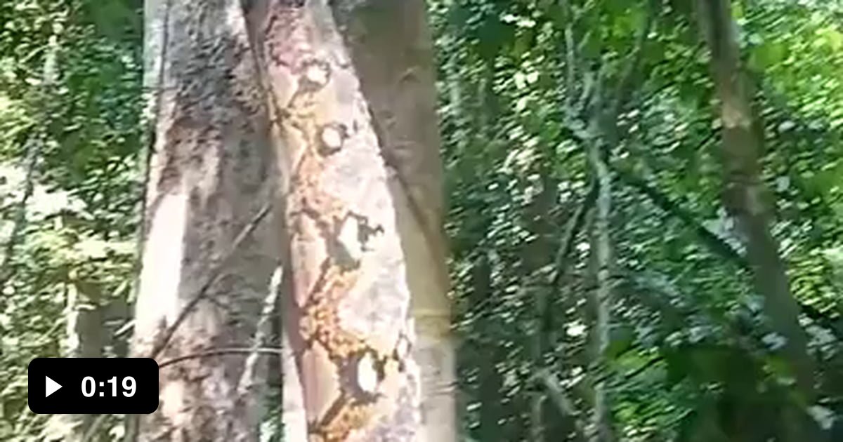 Reticulated python climbing a tree 9GAG
