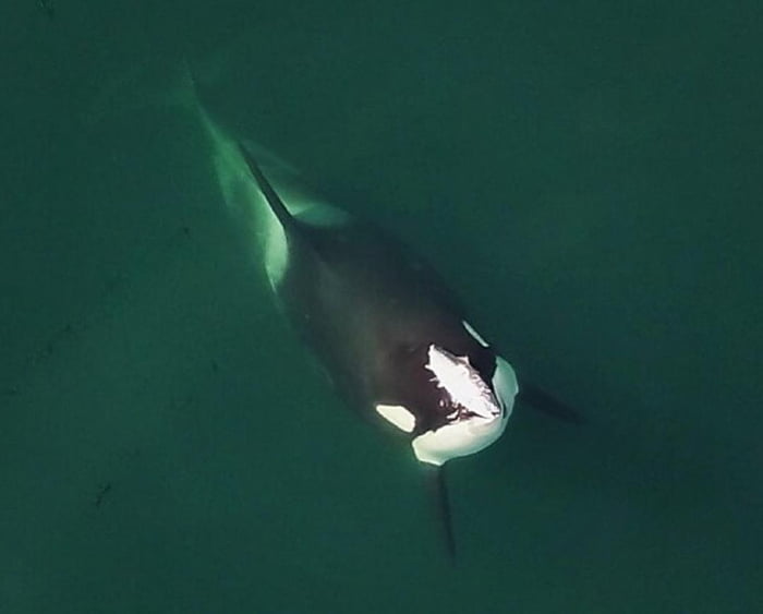 Back In 1987, A KPod Orca Started Swimming Everywhere With A Dead ...