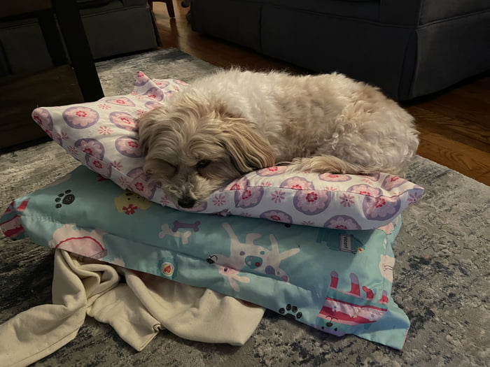 This is our rescue “Nubs”. She has tiny legs but a harbor seal body ...