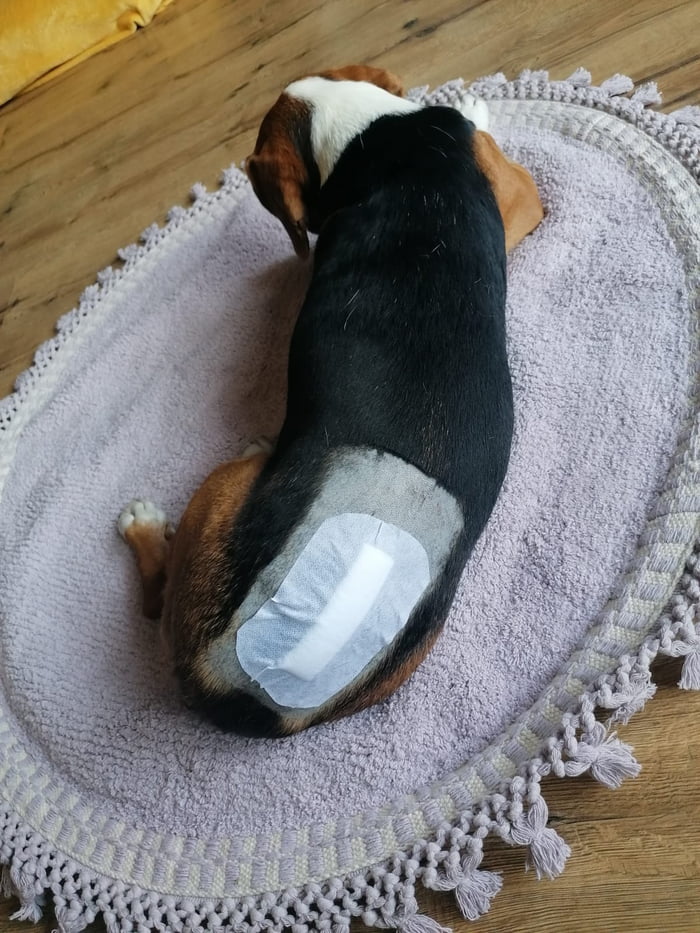 My dog had surgery on friday, she's in so much pain today it's