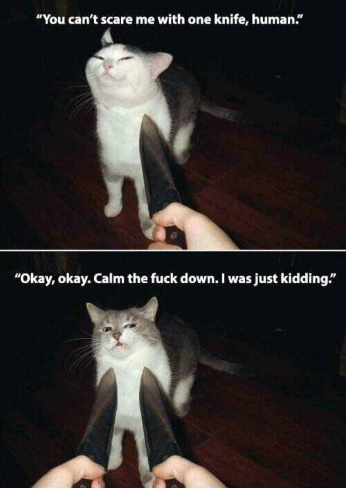 Кот с ножем мем Chill man....chill!!! - 9GAG