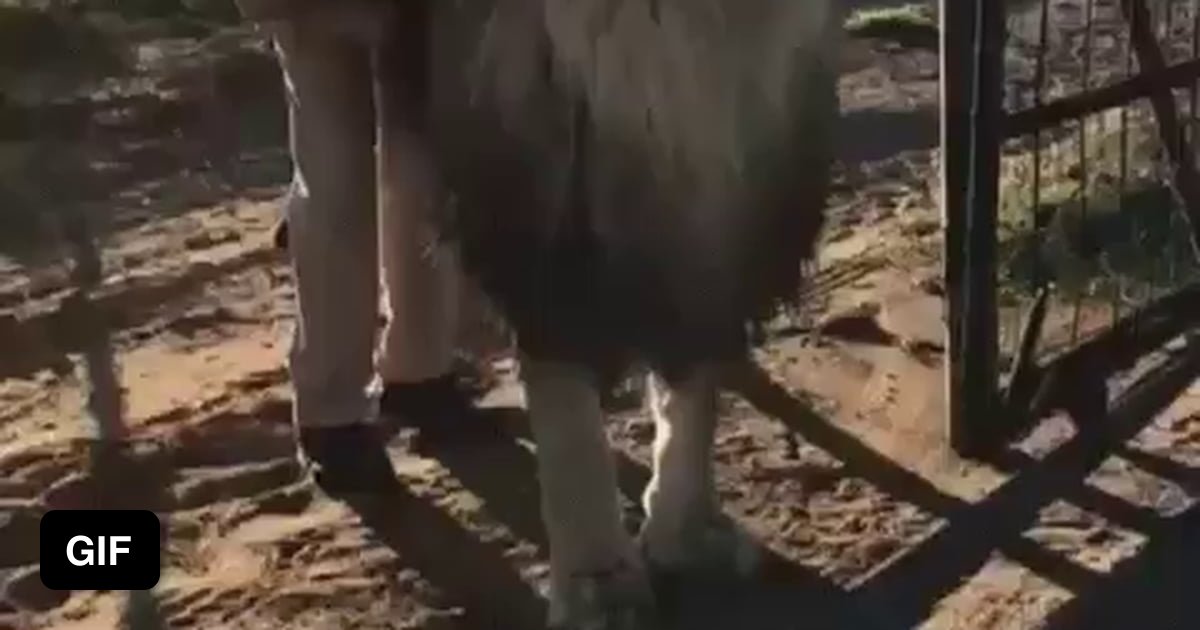 A rare clip of a man jerking off a lion 9GAG