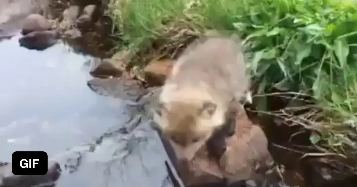Just a little fox crossing a little stream - 9GAG