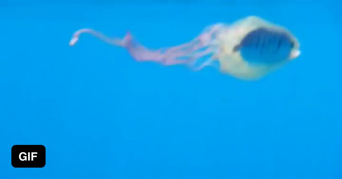 This fish has. Медуза гиф. Медуза анимация. Движущие медузы. Анимация медузы под водой.