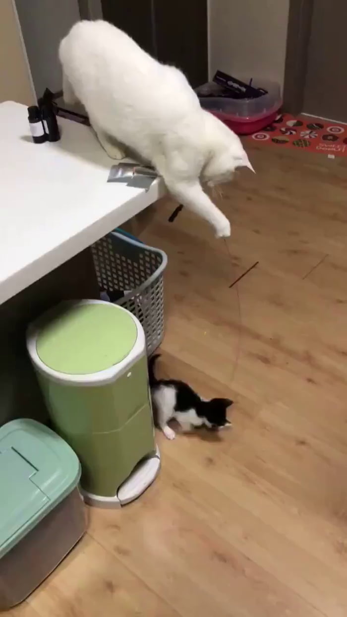 Cat playing with kitten 9GAG