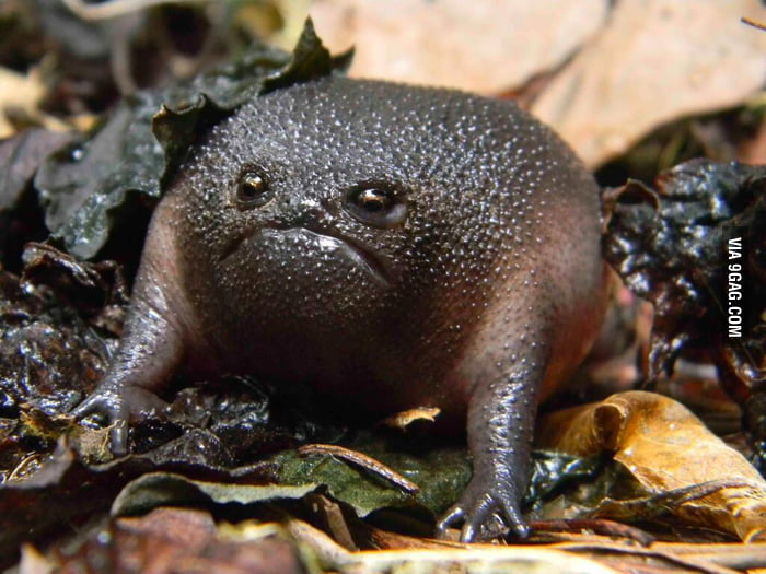 black rain frog plush