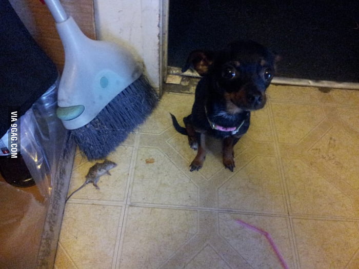 My dog killed a rat. We were cheering for her but she felt that she was