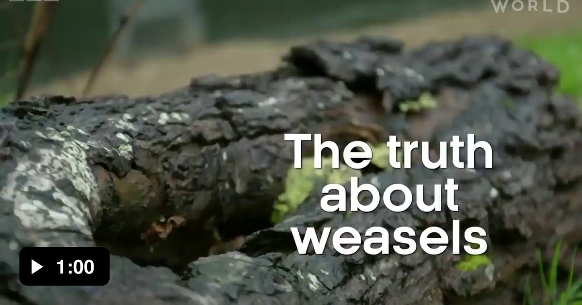 Mustelids are mammals that belong to the weasel family. Mustelids