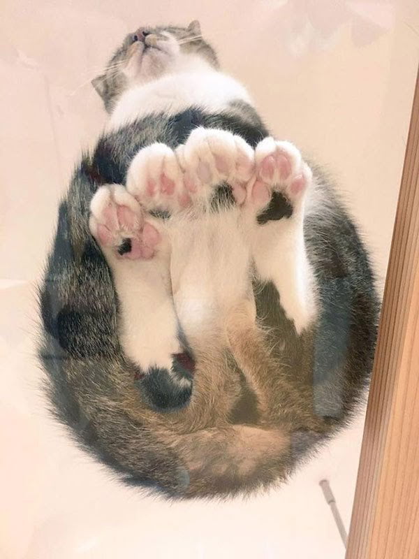 cat under glass table