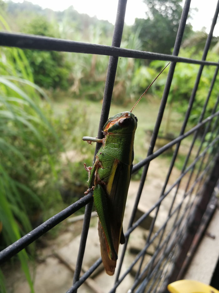Spesis Belalang Ape Ni Mcm Belalng Kunyit Tapi Warna Hijau 9gag