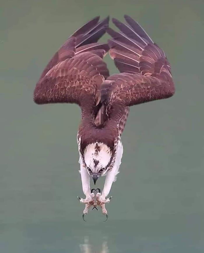 An osprey diving into water. - 9GAG