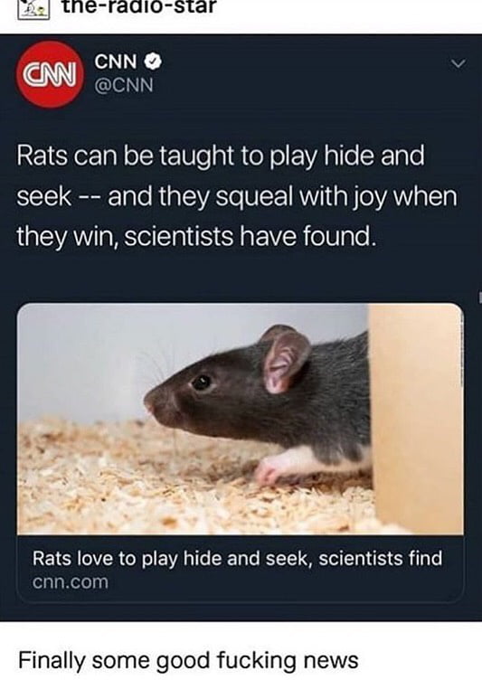 Rats can play hide and seek!?!? 9GAG