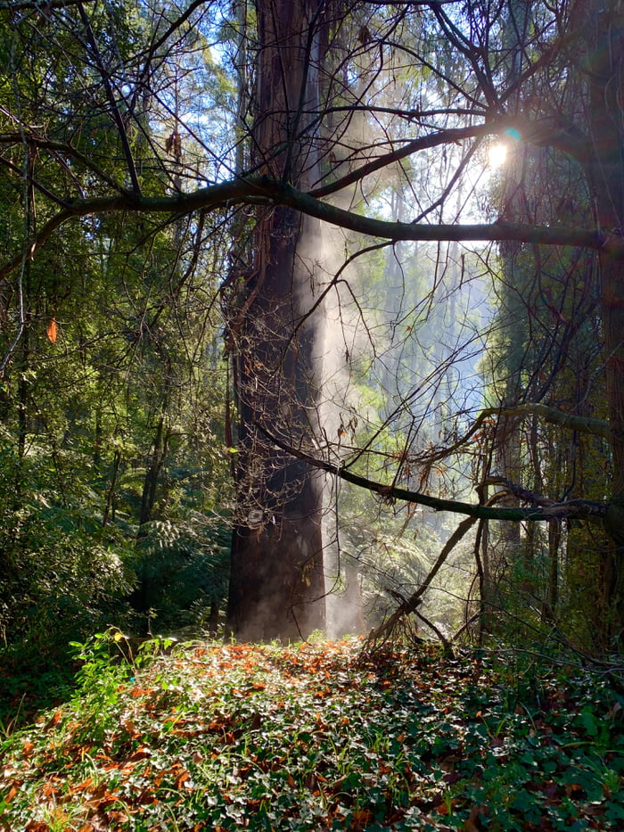 Early morning sunshine Dandenong ranges, Victoria Australia (Photo ...