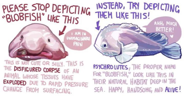 how-blob-fish-really-look-like-9gag