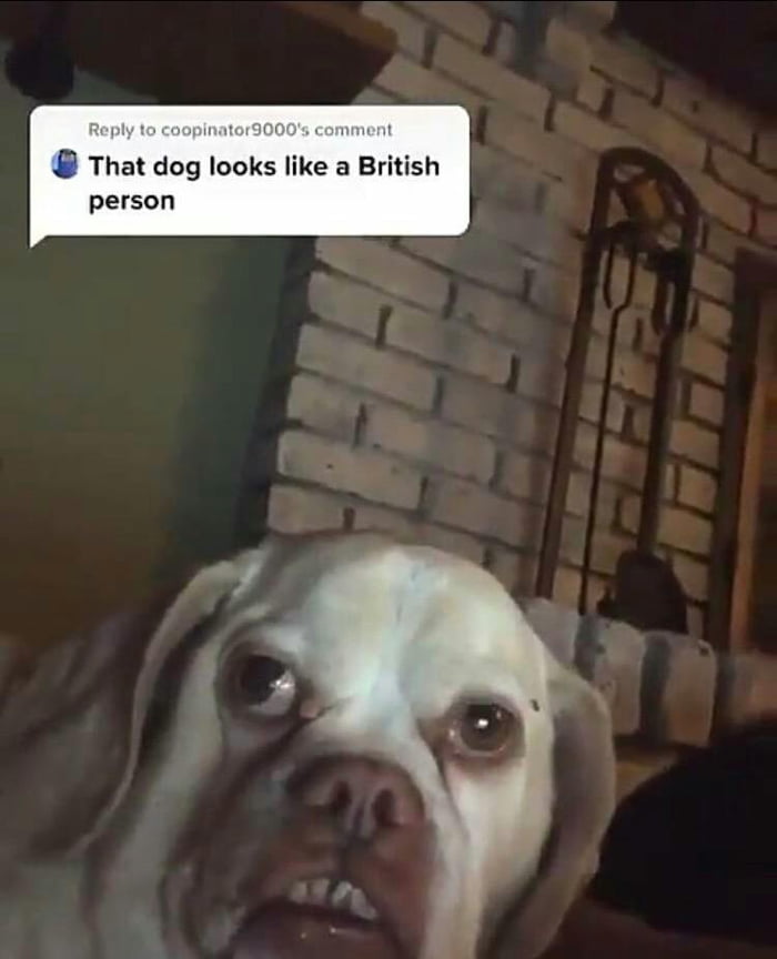 But why he think of that when he saw that dog?. - 9GAG