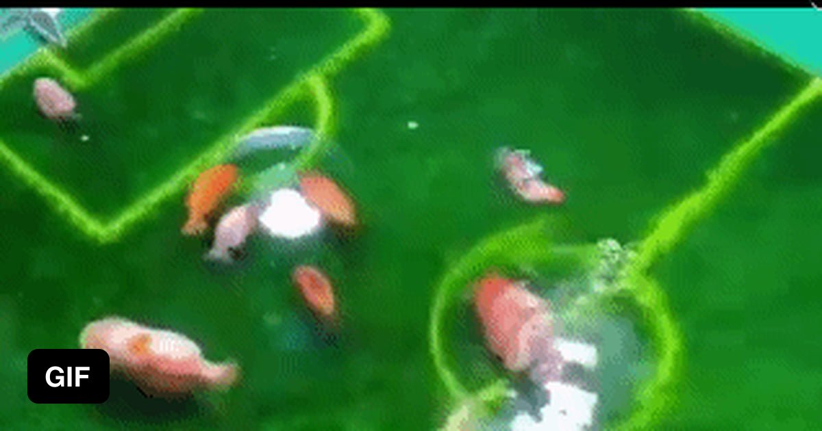 Fish football - 9GAG